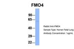 FMO4 Antibody in Western Blot (WB)
