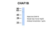 CAF1 p60 Antibody in Western Blot (WB)