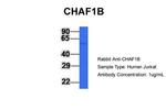 CAF1 p60 Antibody in Western Blot (WB)