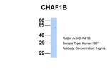 CAF1 p60 Antibody in Western Blot (WB)