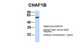 CAF1 p60 Polyclonal Antibody
