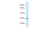 OLIG1 Polyclonal Antibody