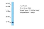 KRTAP26-1 Antibody in Western Blot (WB)