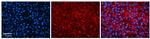 TSPAN31 Polyclonal Antibody