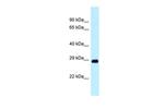 DRAM Polyclonal Antibody