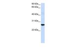 DRGX Polyclonal Antibody
