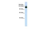 SCAND3 Polyclonal Antibody