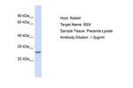 BSX Polyclonal Antibody