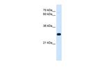 Antp Polyclonal Antibody