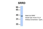 SRRD Antibody in Western Blot (WB)