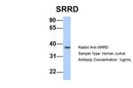 SRRD Antibody in Western Blot (WB)