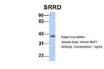 SRRD Antibody in Western Blot (WB)