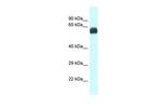 UAP1 Polyclonal Antibody