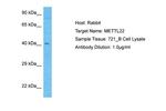 METTL22 Polyclonal Antibody