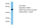 Hs6st3 Polyclonal Antibody