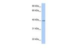 LOC641515 Polyclonal Antibody