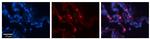 HLA-F Polyclonal Antibody