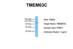 TMEM63C Antibody in Western Blot (WB)