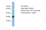 CWH43 Polyclonal Antibody