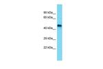 Seli Antibody in Western Blot (WB)