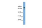 ZNF599 Polyclonal Antibody