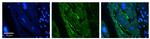FIP200 Polyclonal Antibody