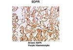 SDPR Polyclonal Antibody