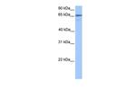 BHMG1 Polyclonal Antibody