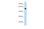 Zfp874b Polyclonal Antibody