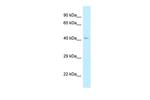 AHCY Polyclonal Antibody