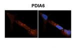 PDIA6 Polyclonal Antibody