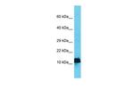 AP4S1 Polyclonal Antibody