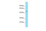 NUP50 Polyclonal Antibody