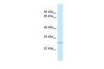 DUSP19 Polyclonal Antibody