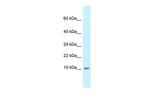 MRPL55 Polyclonal Antibody