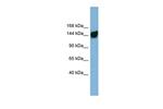 AASDH Polyclonal Antibody