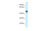 PHACTR3 Polyclonal Antibody