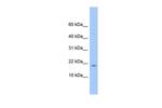 LOC285033 Polyclonal Antibody