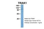 TRAK1 Antibody in Western Blot (WB)