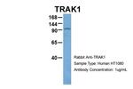 TRAK1 Antibody in Western Blot (WB)