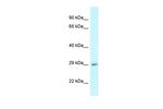 4933434E20Rik Polyclonal Antibody