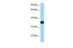 Cdc42EP4 Polyclonal Antibody