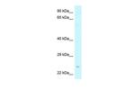 Amisyn Polyclonal Antibody