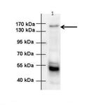 ANKS1 Antibody in Western Blot (WB)