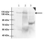 ANKS1 Polyclonal Antibody