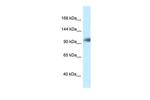 KANSL1 Polyclonal Antibody