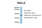 VGLL3 Polyclonal Antibody