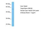 MEIOB Polyclonal Antibody