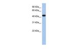 C2orf53 Polyclonal Antibody