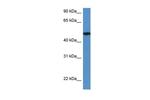 IER5L Polyclonal Antibody
